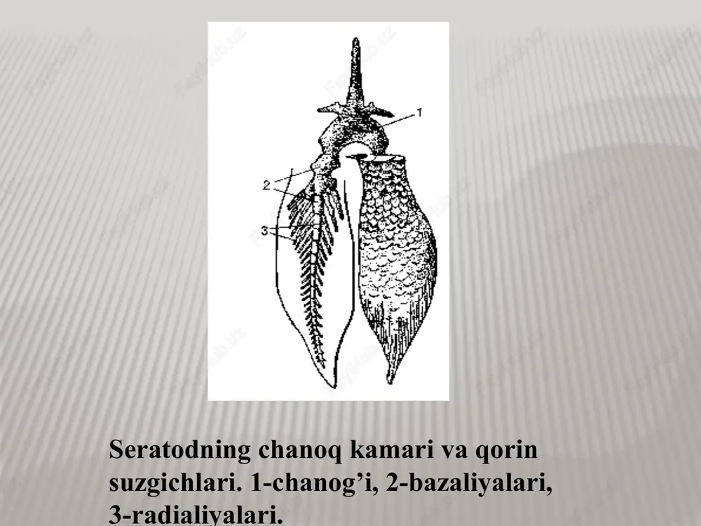 suyakli baliqlar - Page 6