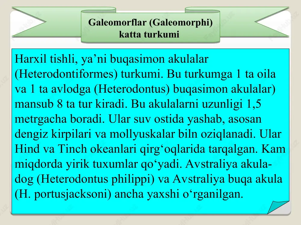 lari yon tomonida joylashgan. yevropa dengiz avliyosi (squatina squatina) o‘rta yer dengizida va yevropaning atlantika okeani qirg‘oqlrida uchraydi. ularning uzunligi 2,5 metrgacha va og‘irligi 100 kg gacha boradi. dengiz avliyolari (squatiniformes) turkumi dengiz avliyolari dengiz avliyolari dengiz avliyolari skatlar (batomorpha) katta turkumi vakillarining tanasi yelka-qorin tomoniga qarab yassilashgan, keng disksimon yoki rombsimon shaklda bo‘ladi. uzunligi bir necha sm dan 6-7 metrgacha, og‘irligi 2,5 t gacha keladi. terisi yalang‘och, jabra teshiklari 5 juft bo‘lib, qorin tomonida joylashgan. ko‘krak suzgichlari kuchli rivojlangan, kengaygan. ko‘krak va qorin suzgichlarining cheti boshi va tanasining yon tomoni bilan tutashib ketgan. orqa suzgichlari dum tomonida bo‘ladi yoki bo‘lmaydi. hozirgi vaqtda skatlar katta turkumiga 4 ta turkum, 17 ta oila va 530 taga yaqin tur kiradi skatlar (batoidea) kichik bo‘limi skatlar (batomorpha) katta turkumi oddiy skat dengiz ajinasi bu turkumga 1 oila, 2 ta avlod va 7 ta tur kiradi. arrabaliqlar (pristidae) oilasi vakillari tanasining shakli arraburun akulalarga …