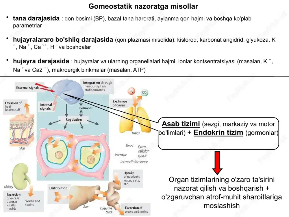 gradient bo'ylab ionlarning o'tishi uchun membranada hidrofil g'ovak hosil bo'lishi. tashuvchilar bilan taqqoslaganda: kamroq o'ziga xoslik transmembran transporti bir necha barobar kuchliroqdir to'yinganlik deyarli yo'q ion kanallarining tuzilishi va umumiy xossalari bir nechta o'zaro bog'langan oqsil bo'linmalari + qo'shimcha tartibga soluvchi bo'linmalar birlamchi tuzilish (kichik birlikdagi aminokislotalarning ketma-ketligi) integral oqsil kompleksining turli qismlarida turli ion kanallarining xilma-xil xususiyatlari (selektivlik, o'tkazuvchanlik va boshqalar) ion kanallarining tuzilishi va umumiy xossalari o'ziga xoslik (ion selektiv filtr) darvoza mexanizmi (kanal: ochiq/yopiq/faol emas) o'tkazuvchanlik (gidrat qobig'ini olib tashlash + gözenek devorlari bilan o'zaro ta'sir qilish) boshqarish signali sensori tasniflash turli signallarga sezgirlik bilan kanallar kanal bo'linmalarining topologik xususiyatlariga misollar va nihoyat... faol transport energiyaga bog'liq transmembran transporti qarshi elektrokimyoviy gradient (!!!) i birlamchi faol transport ( nasoslar ) energiya - atp makroergik bog'larining fermentativ gidrolizi (nasoslar = atpazlar) ii ikkilamchi faol transport ( almashtiruvchilar va simportchilar ) energiya - bu elektrokimyoviy gradient bo'ylab ionlarning birgalikda …