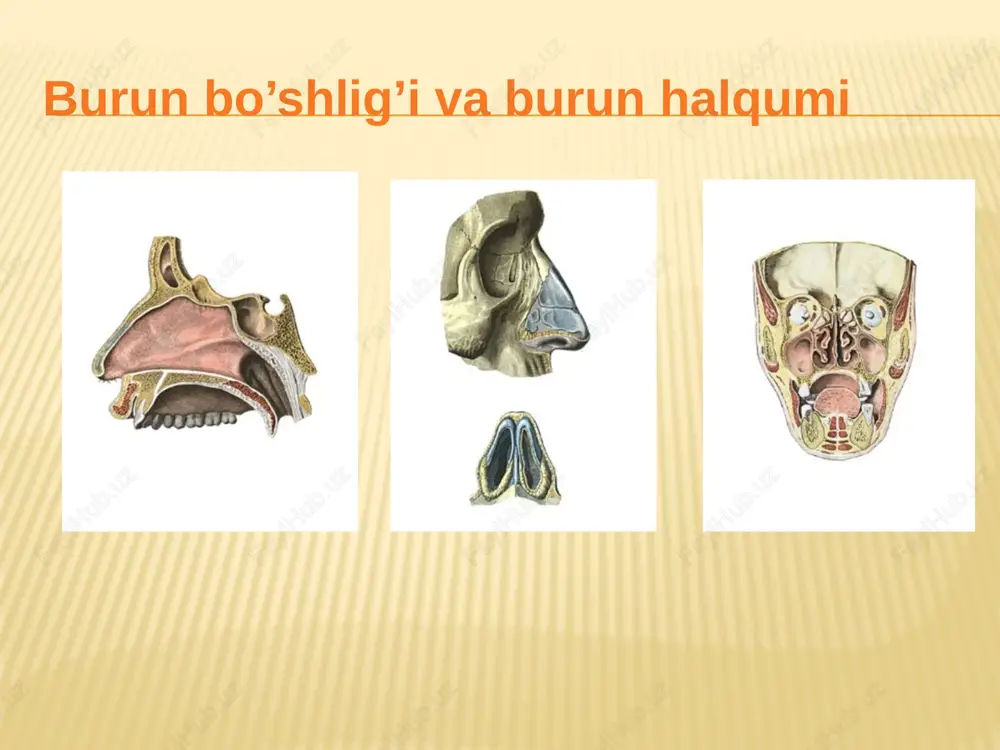 ltiq deb ataladigan bo’shliq hosil bo’ladi. u plevra bo’shlig’ining eng pastki qismini tashkil qiladi. ana shunday qo’ltiq chap tomonda ko’krak bo’shlig’ining oldingi bo’limida ham hosil bo’ladi. chunki 4-6 qovurg’alar sathida o’pka cheti plevra bilan tutashmaydi: u qovurg’a bilan oraliq qismi o’rtasidagi qo’ltiq deb ataladi. o`pkani rivojlantirish gimnastikasi meditsina takliflari. sogligingiz o`z o` qolingizda etiboringiz uchun rahmat image3.jpeg image4.png image5.png image6.png image7.jpeg image8.jpeg image9.jpeg image10.png image11.png image12.png image13.png image14.png image15.png image16.png image17.png image18.png image19.png /docprops/thumbnail.jpeg