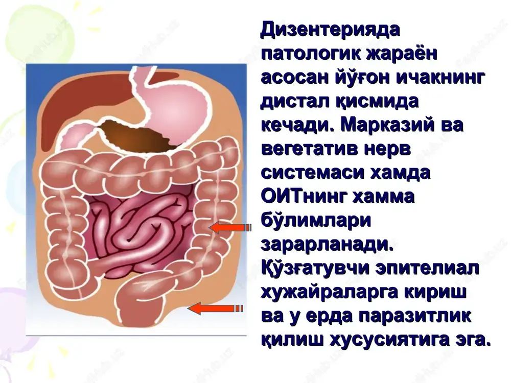 kushilishi xisobiga paydo buladigan kasalliklar (pnevmoniya, urogenital infektsiya), ichak disbakteriozi, poliartrit, nevritlar va xokazolar. davolash -parxez; -etiotrop muolaja (nitrofuran preparatlari, 8-oksixinolin preparatlari – enteroseptol, intestopan, meksaform, meksaza; antibiotiklar –levometsitin, tetratsiklin, gentamitsin, ampitsillin, kanamitsin, monomitsin, neomitsin, tsefolizin va xakozo); -patogenetik terapiya –tuzli eritmalar, kolloid eritmalar; -vitaminlar; -lozim topilganda oksil preparatlari,gormonlar; -ichak disbakteriozida eubiotiklar (kolibakterin, bifidumbakterin, bifikol,laktobakterin,baktisubtil); -oshkozon –ichak sistemasini faoliyatini korrektsiya va kompensatsiya kilish maksadida –atsedin-pepsin,abomin,pankreatin,panzinorm,festal,mezim forte va xakozo preparatlar tavsiya etiladi. profilaktikasi kasallik manbaini tezda aniklab izolyatsiya kilish va davolash; dizenteriya kasalligi uchogida dezinfektsiya ishlarini olib borish; rekonvalestsentlarni batamom davolangandan keyin,kontrol analizi salbiy javob olingach uyga javob beriladi va 3 oy davomida poliklinika shariotida dispanser nazarotiga olish; suv manbalarini va ozik-ovkat ta'minoti sanitariya nazoratida bulishi; shaxsiy gigiena koidalariga rioya kilish; fukoralar orasida tushuntirish ishlarini olib borish. ichak amyobiazi ichak amyobiazi protozoylar – amebalar (entamoeba histolytica) kuzgatadigan kuprok yugon ichakni yarali jaroxatlovchi davomli yoki surunkali kechishga moyil parazitar kasallik epidemiologiyasi kasallik …