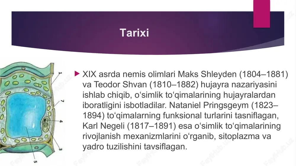 oʻsimliklar toʻqimasi va ularning klassifikatsiyasi - Page 6