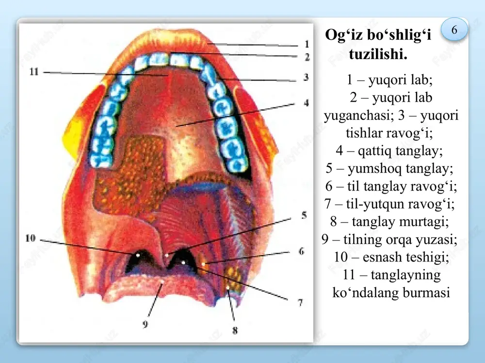 ovqat hazm qilish tizimining xususiyatlari - Page 6