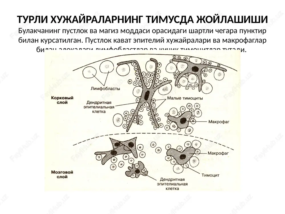 qon yaratuvchi va immun-himoya a'zolari - Page 7