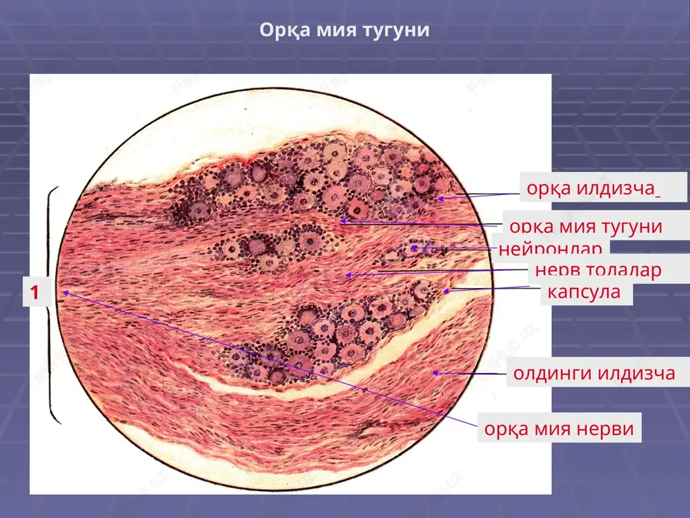 orlar o'z navbati-da ganglioz hujayra-larni stimullaydigan bipolyar hujayralarni stimullaydi. to'r pardadagi nerv impulslar yorug'lik yo'nalishiga qarama-qarshi yo'nalgan. myuller hujayralarining to'r parda nerv element-lari bilan tor aloqasi ko'rsatilgan. myuller hujayralari (to'q rangli tolasimon) neyronlar uchun tayanch hujayra bo'lib hisoblanuvchi astrotsit-larni tuzilish va funktsional ekvivalenti hisoblanadi. fotoretseptor hujayralar ultrastrukturasi sxemasi: a – tayoqchalar, b – kolbachalar i – tashqi segment, ii – bog'lovchi bo'lim, iii – ichki segment, iv – tana, v – markaziy o'simta, vi – sinaps zonasi. 1 – plazmolemma, a – uning invaginatsiya-si, 2 – disklar, 3 – kiprikchalar, 4 – mitoxondriyalar, 5 – golji kompleksi, 6 – donador ept, 7 – yadro, 8 – sinaps: b – presinaptik, v – postsi-naptik qism, 9 – radial gliotsitning mikrovorsinkalari, 10 – gliotsit va ichki segment orasidagi sinaptik kompleks. to'r pardaning fotoretseptor neyronlari. skanerlovchi elektronnogramma. dch – distal qism, vch – ichki qism, p – tayoqchalar, k – kolbachalar, spk – …