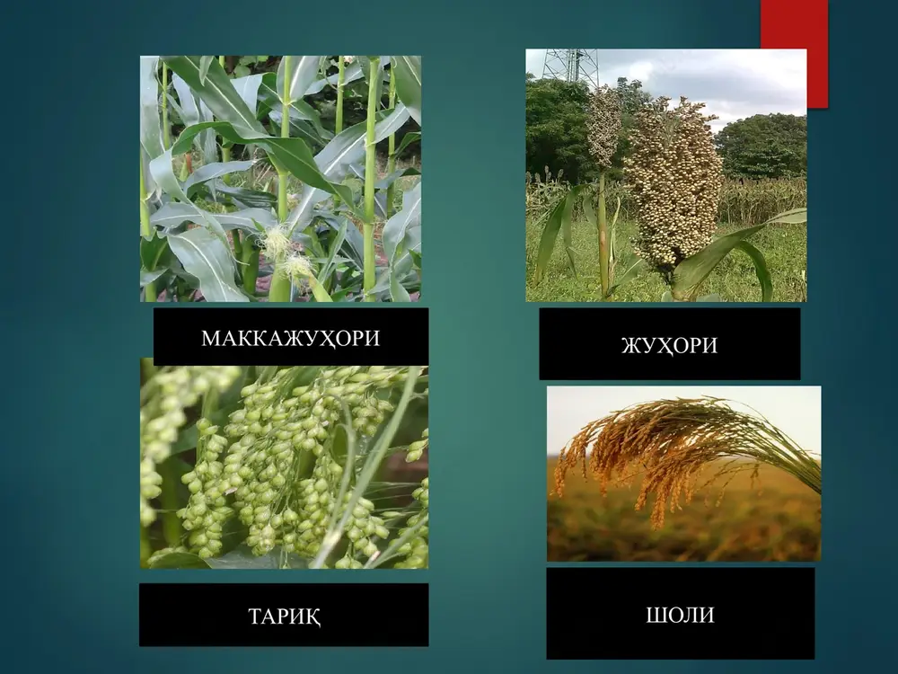 laydi hamda ular o’rnini fotosintez yordamida qoplay olmaydi. ivib qolish erigan suvlar, yog’ingarchiliklar, oqova suvlar to’planadigan relyefi past, suvni yomon o’tkazadigan og’ir tuproqli joylarda kuzatiladi. bunday joylardagi o’simliklar suvni ichida qolib, to’qimalarda anaerob jarayonlarni kuchayishi natijasida zaxarlanishi hamda nobud bo’lishi kuzatiladi. bahorgi o’sish davrida, havo harorati yuqori bo’lmasa kuzgi bug’doy suv tagida 14 kungacha tirik holda saqlanadi. haroratni ko’tarilishi bilan o’simlikni ivishga chidamligi pasayadi. harorat –4-5 0s bo’lganda kuzgi bug’doy suv ichida qolsa 30 kundan keyin nobud bo’ladi. o’simliklarni ildiz bo’g’izini tuproq yuzasiga chiqarilishi, ildizlarni yalong’och qolishi va uzilishi tuproqni cho’kishi hamda sovuq ta’sirida vujudga keladi. tuproqda ortiqcha namlikni bo’lishi, vaqti–vaqti bilan muzlashi uning hajmini oshiradi, o’simlikni tuproqdan sitib chiqaradi. bunda o’simlik ildiz tuguni bilan tuproq yuzasiga chiqib qoladi, bir qism ildizlar uziladi. bunday holda o’simlik tuproqdan chiqadi va birlamchi holatidan ko’tarilgan holda qoladi. ayniqsa, harorat tez almashinib turishi - kunduzi iliq, kechasi sovuq bo’lishi o’simlikka katta zarar yetkazadi. o’simliklarni …