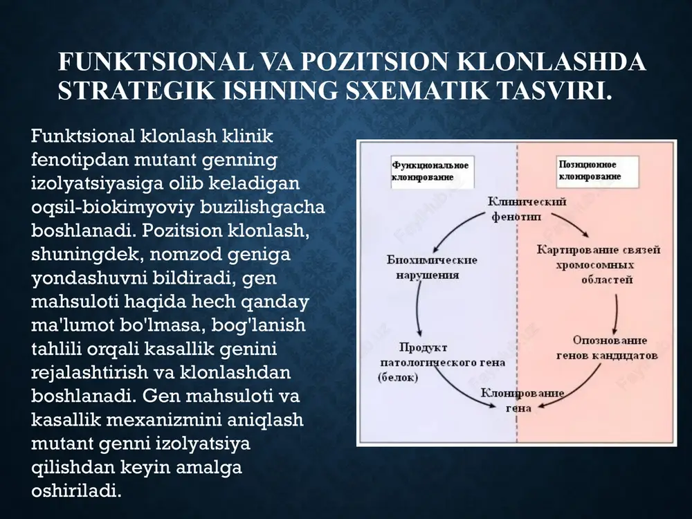 n tirozinaza etishmasligidan kelib chiqishi mumkin . bu albinizm deb ataladigan klinik kasallikning rivojlanishiga olib keladi . agar yakuniy mahsulot darhol allergik reaktsiyalarda ishtirok etuvchi fermentlarning teskari aloqa inhibitori bo'lsa, yakuniy mahsulotning etishmasligi oraliq mahsulotlar va ularning katabolik mahsulotlarini ortiqcha ishlab chiqarishga olib kelishi mumkin, ularning ba'zilari yuqori konsentratsiyalarda zararli bo'lishi mumkin. bunday asosiy mexanizmga ega bo'lgan kasallikning asosiy misoli lesch - nyhan sindromidir . substrat taqchilligi to'qimalarga zarar etkazuvchi substratni faolsizlantirmaslik a1 - antitripsin ( a1at ) etishmovchiligi bilan yaxshi ko'rsatilgan . a 1 at ning irsiy tanqisligi bo'lgan bemorlar o'pkada neytrofil elastazani inaktivatsiya qila olmaydi . ushbu proteazaning cheksiz faolligi o'pka alveolalari devorlarida elastinning yo'q qilinishiga olib keladi, natijada o'pka amfizemasi paydo bo'ladi. reseptorlar va transport tizimlaridagi namuzlar ko'pgina biologik faol moddalar hujayra membranasi orqali faol ravishda tashilishi kerak. ushbu transport odatda ikkita mexanizmdan biri orqali amalga oshiriladi - retseptor vositachiligidagi endositoz yoki transport oqsili. retseptor vositachiligidagi transport …