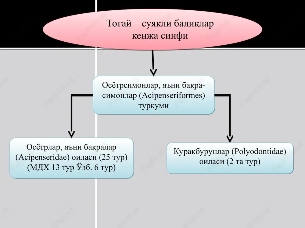 shkil etadi. ovqat hazm qilish organi okunning ichki tuzilishi suyakli baliqlarning nafas olish organlari tog'ayli baliqlarniki singari ektodermali jabra hisoblanadi . barcha suyakli baliqlarda oldingi to'rtta jabra yoylariga o'rnashgan to'rt juft butun jabra bo'ladi. bundan tashqari, jabra qopqog'ining ichki tomonida til osti yoki soxta jabra deb ataladigan murtak holidagi jabraning yarim bo'lagi bo'ladi. bir butun jabra ikki qator bo'lib jabra yoylariga birikadi. natijada bir jabraning ikkita yarim jabra yaproqlari asosi bir-biriga qo'shilib ketadi. ularning uchlari esa tashqi tomondan jabra qopqog'i bilan cheklangan jabra bo'shlig'ining ichida osilib turadi. jabra yoylarining ichki tomonida bir qancha mayda tishsimon – jabra qilcha (tichinka)lari deb ataladigan va qo'shni jabra yoyi tomon yo'nalgan o'simtalari bo'ladi. nafas olish sistemasi jabra yaproklari zog'ora baliqning yuragi tana bo'shlig'ining oldingi qismida qorin tomonida joylashgan. uning faqat uchta bo'limi: venoz sinusi (qo'ltig'i), yurak bo'lmasi va uning ostida joylashgan muskulli yurak qorinchasi bor . zog'ora baliq va umuman suyakli baliqlar yuragida arterial …