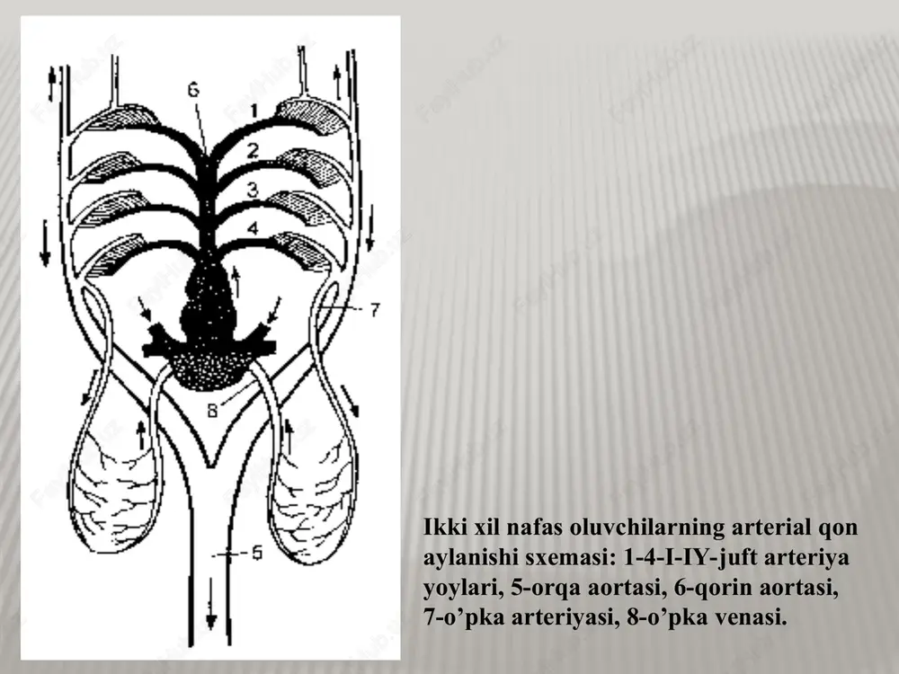 suyakli baliqlar - Page 7