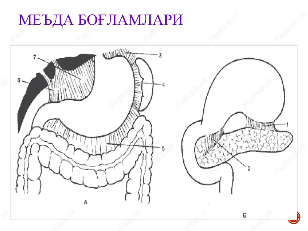 me'da va 12 barmoqli ichak yara kasalligi - Page 7