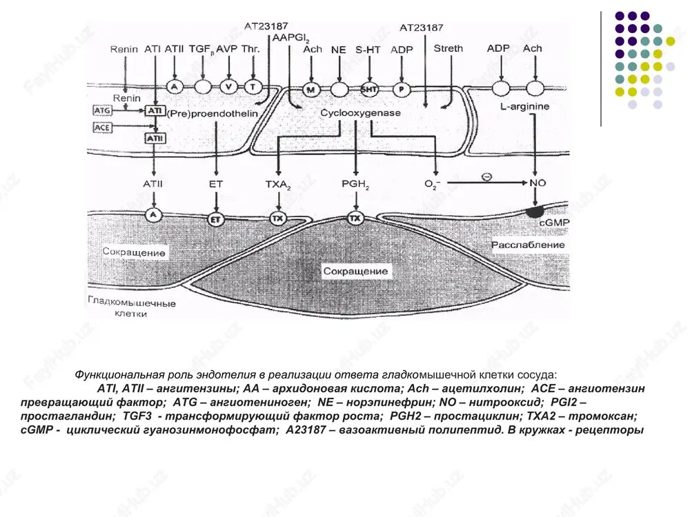 tomirlarining patofiziologiyasi - Page 7