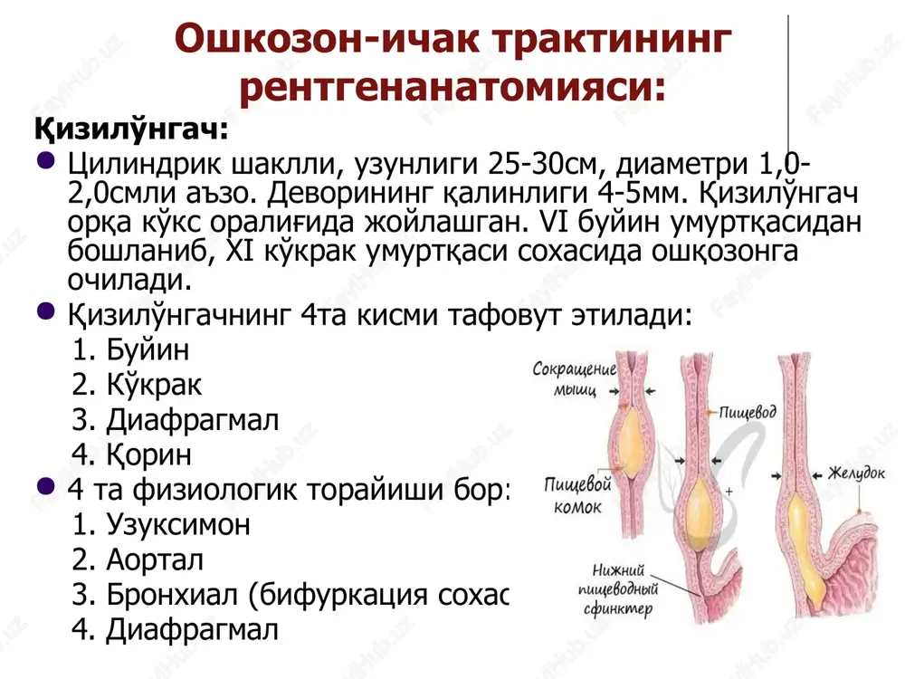 yugon ichak tutilishi yo'g'on ichak raki o'smaning o'sish xarakteriga karab: 1.endofit 2.ekzofit ekzofit rentgenologik belgilari: konturlari notekis to'lishish nuqsoni, yaralanishda chegaralari notekis “tokcha” aniqlanadi. o'sma o'sgan joyida shilliq qavat burmalari uziladi. endofit rentgenologik belgisi: ichak bo'shlig'ining yirkulyar torayishi, o'sma chegaralarini aniqlab bo'lmaydi, toraygan joyida rigidlik bo'ladi, kontrast modda ingichka yorig'idan o'tadi. yo'g'on ichak polipi soniga qarab: bitta yoki bir nechta bo'lishi mumkin. joylashishiga qarab: 1. to'g'ri ichakda 2. s – simon ichakda 3. ko'tariluvchi chambar ichakda rentgenologik belgilari: relefida mayda yumaloq yorishishlar, shilliq qavat donador bo'lib qoladi. e'tiboringiz uchun raxmat image1.png image2.png image3.png image4.png image5.png image6.jpg image7.jpg image8.png image9.png image10.png image11.jpg image12.png image13.jpg image14.jpg image15.png image16.jpg image17.jpg image18.png image19.jpg image20.jpg image21.jpg image22.jpg image23.jpg image24.jpg image25.jpg image26.png image27.png image28.png image29.png image30.png image31.jpg image32.jpg image33.jpg image34.jpg image35.jpg image36.jpg image37.png image38.jpg image39.png image40.jpg image41.jpg image42.jpg image43.jpg
