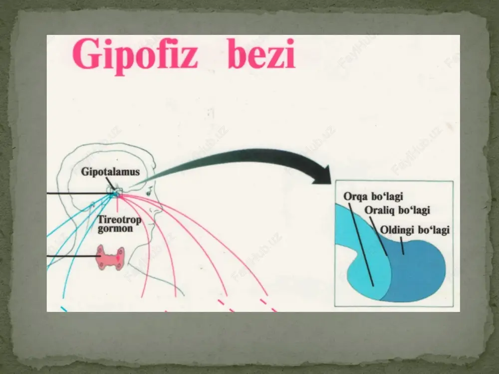orlab, uni insulin deb atadilar. insulin hozirgi paytda qandli diabet kasalligiga uchragan bemorlarni davolashda keng qo'llanilmoqda. erkaklarning jinsiy bezlariga bir juft moyaklar (urug'don), moyak ortig'i, prostata bezi kiradi. moyaklar ellipssimon bo'lib, massasi katta odamda 20-36 g bo'ladi. ularda erkaklik jinsiy hujayralari (spermatozoidlar) va erkaklik jinsiy gormoni (testosteron) ishlab chiqariladi. moyaklarning bu funksiyasi o'smirlik davrida (12-15 yosh) boshlanadi va keksayish davriga qadar davom etadi. testosteron gormoni o'smirlarda balog'atga yetish belgilari yuzaga kelishiga ta'sir ko'rsatadi. jinsiy bezlar image3.png oleobject1.bin image4.png image5.png image6.png image7.png image8.png image9.png