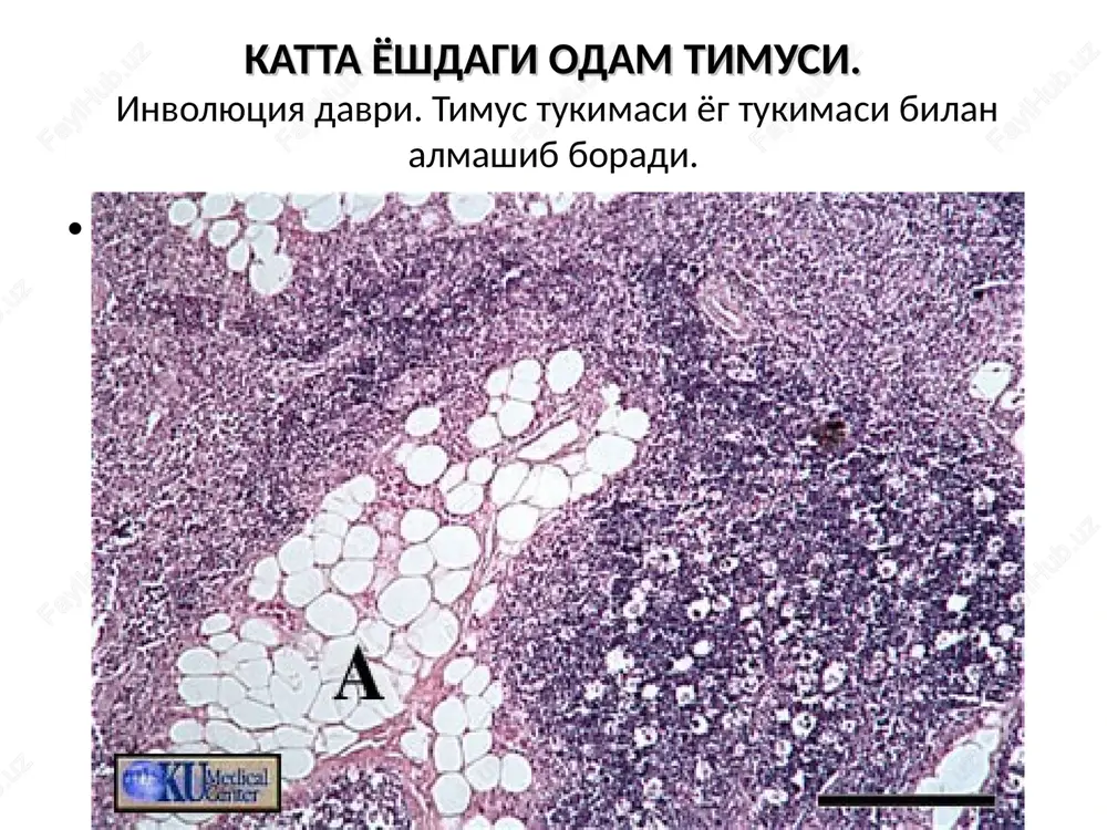 qon yaratuvchi va immun-himoya a'zolari - Page 8