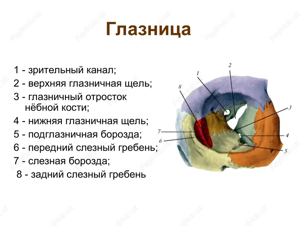 cherep i skelet tulovisha - Page 8