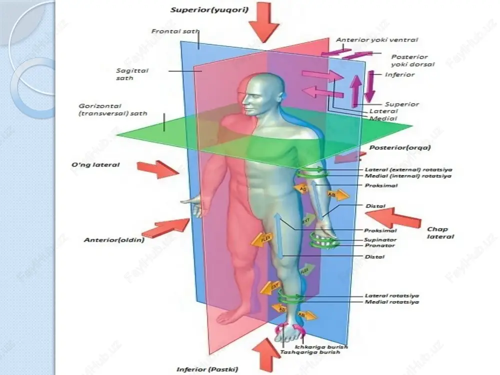 anatomiyafaniningtarixi - Page 8