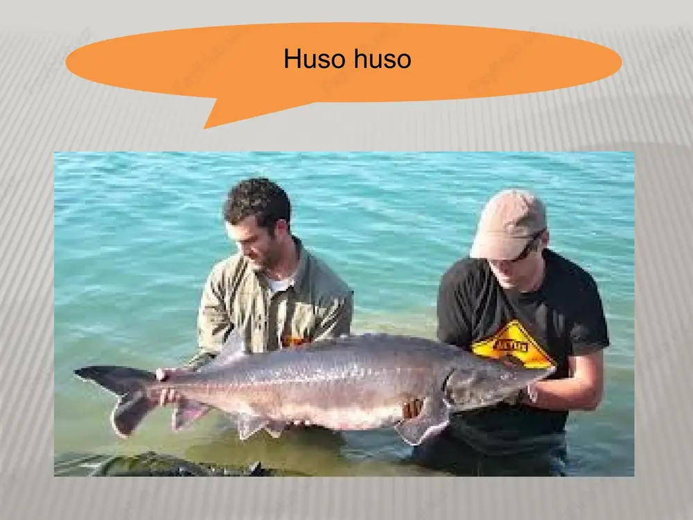 baliqlar (syngnathoidei) kenja turkumiga 260 taga yaqin tur kirib, asosiy vakillari dengiz ninalari (syngnathus) va dengiz toychalari (hippocampus) hisoblanadi. ninasimon baliqlar (syngnathoidei) kenja turkumi hippocampus hippocampus olabug‘asimonlarning asosiy xarakterli belgilariga, avvalo qorin suzgich qanotining ko‘krak suzgich qanoti ostida yoki biroz oldinroqda joylashganligi, suzgich pufagining yopiqligi, ya’ni ichak bilan qo‘shilmaganligidir. ularning juft va toq suzgich qanotlarida (ayniqsa orqa suzgich qanotlarida) ma’lum miqdorda uchi o‘tkir va bo‘g‘imlarga bo‘linmagan, nurlar, shu’lalar bo‘ladi. orqa suzgich qanoti 2 ta. suyakli baliqlar ichda eng ko‘p tur olabug‘asimonlar turkumiga kiradi, ya’ni 6500 dan ortiq turi va 160 ta oilasi ma’lum. kattaligi ham har xil. ayrim tur buqa baliqlarning uzunligi 1-2 sm va og‘irligi 10-30 mg, aksincha shamshir baliq (xiphias gladius) ning uzunligi 4-4,5 m va og‘irligi 400-500 kg, marlin (makaira nigricans) ning uzunligi 5 m, og‘irligi 700-900 kg, oddiy tunes (thunnus thunnus) ning uzunligi 3 m va og‘irligi 375 kg gacha boradi. olabug‘asimonlar yoki okunsimonlar (perciformes) turkumi …