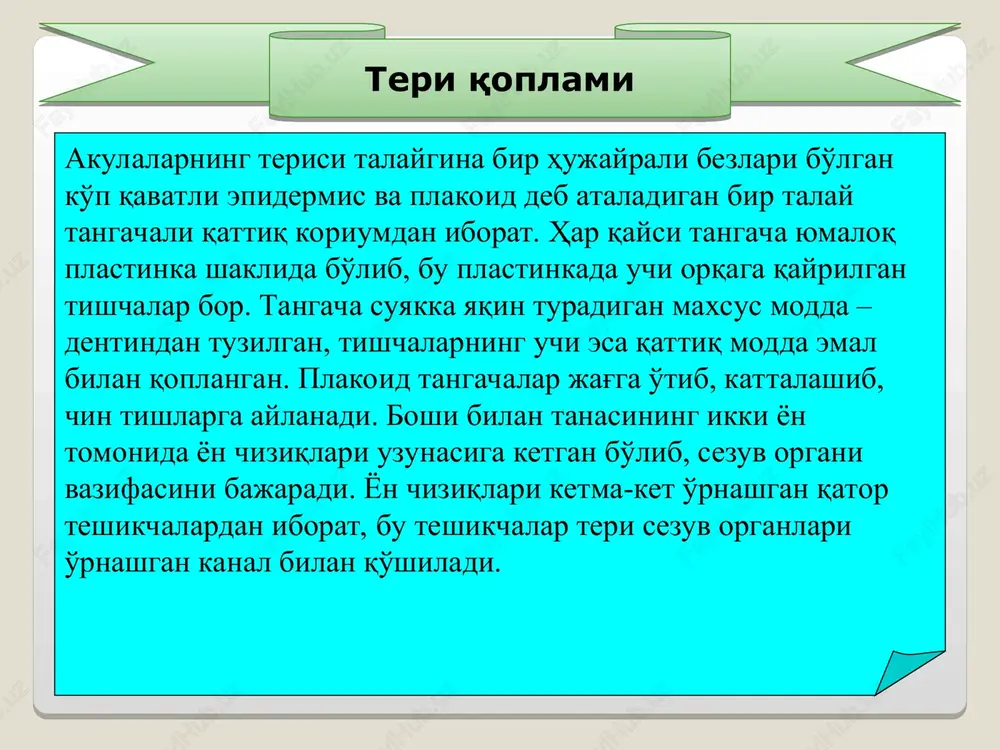 tachalari bilan tugaydi. tashqi burun teshiklari og'iz teshigining oldiga ochiladi. akulalar hidni 400-500 m masofadan sezadi. tog'ayli baliqlarning ko'zlari yirik, shox pardasi zich yassilangan, ko'z gavhari yumaloq sharsimon shaklga ega. ko'z qovoqlari yo'q. ko'z atrofida teri uncha baland bo'lmagan parda hosil qiladi. bu aslida harakatsiz halqasimon qovoq hisoblanadi. akulalar ham boshqa baliqlar singari uzoqdan ko'rmaydi, 10-15 m dan ko'radi, rangni ajrata olmaydi. eshitish organi faqat ichki quloqdan, ya'ni pardali labirintdan iborat. ichki quloq yumaloq va oval xaltachalardan iborat bo'lib, bu xaltachalar ichida yaxshi rivojlangan uchta yarim doira naychalar joylashgan. ta'm bilish hujayralari baliqlarning og'iz bo'shlig'ida, halqumida hamda butun tana yuzasida joylashgan. sezgi organlari barcha tuban umurtqalilarnikiga o'xshash akulalarda ham mezanefros buyrak bo'ladi. u ikkita uzunchoq tanacha shaklida bo'lib, umurtqa pog'onasining ikki yonida tana bo'shlig'ining deyarli ko'krak suzgichlari atrofidan to kloakasigacha cho'ziladi. har qaysi buyrakdan bittadan ingichka siydik yo'li-volf nayi chiqadi. siydik yo'llari keyingi tomonda o'zaro qo'shiladi. ular urg'ochilarida siydik so'rg'ichining …