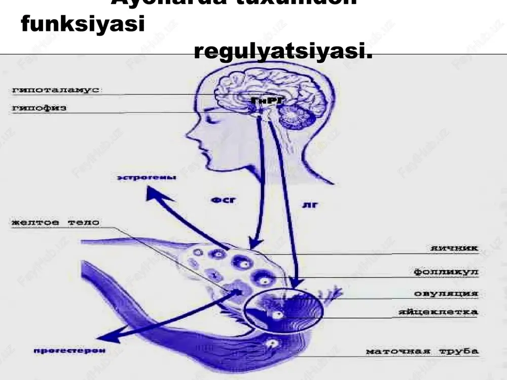 'siqli terapiya barerli kontratsiptsiya prezervativlarni qo'llash 6 oy davomida bachadon ichiga spermatozoidlani qo'yish rekonstruktiv –plastik operatsiyalar. immunologik bepushtlik immunologik bepushtlik bu ayol yoki erkak organizmida spermatazoidlarga qarshi antitalalar ya'ni maxsus oksillarning paydo bo’lishi va ermatazoidlarxarakatchanligini susaytirib uruglanish jarayonining buzilishi. bunday antitelalar ayol qonida, bachadon bo'yni shillig'ida, bachadon naylari sekretida bo'lishi mumkin. bunday bepushtlik ayol va erkak nomu-tanosibligi deb aytiladi. davolash eng asosiy unumli davolash usuli erkak spermatazoidi yoki donornikini bachadon bushligiga qo'yish, xomilador bo'lish maqsadida. ovulyatsiya oldi xayz siklning 11-15 kunlarida. autoimun antitelalar ta'sir mexanizmi erkaklar bepushutligi spermatozoidlarni organizmda ishlab chiqarish jarayoni gipotalamus – gipofiz – testikula sistema orqali boshkariladi. jinsiy bezlar funktsiyasining buzilishi natijasida spermatazoidlarning fiziologik xususiyatlarining o'zgarishi sperma xususiyatlari quyidagi hollarda o'zgaradi: yallig'lanish kasaliklarida (orxit) chandiqli o'zgarishlar uretraning rivojlanish nuqsonlari (gipospadiya, epispadiya) morfinizm alkogolizm neyroendokrin buzilishlar aspermiya sperma yo’qligi oligospermiya (tuxum miqdorining kamayishi) astenospermiya (spermatozoidlar xarakatining pasayishi) qisman teratospermiyada urug'lanish extimoli bor. nekrospermiya azospermiya spermaning quyidagi o'zgarishlari bepushtlikka …