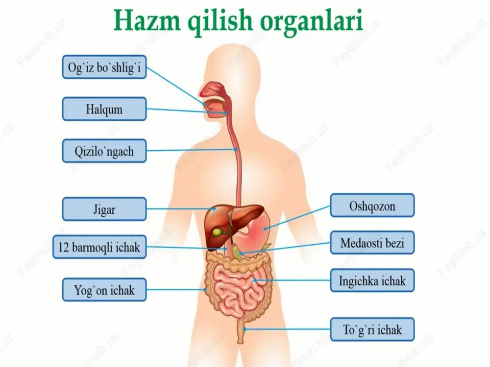 ovqat hazm qilish organlari - Page 8