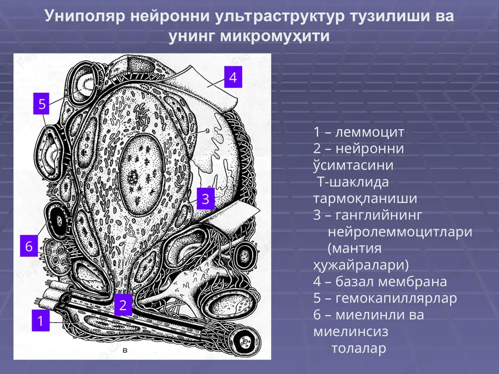 hujayra, 5 – nerv ohiri, 6 – efferent nerv ohiri, 7 – afferent nerv ohiri, 8 – mielinli nerv tolasi. i ii ampullyar qirrachaning tuzilish sxemasi. 1 – epiteliy, 2 – tayanch hujayralar, 3 – sensor tolali hujayralar, a – tolalar, 4 – jelatinoz kupol 5 – nerv tolalar 6 – nerv ohirlari 1 2 3 a 4 5 6 hid bilish a'zosi. shilliq parda hid bilish epiteliysi ultrastruktura sxemasi 1 – kiprikchalar, 2 – hid bilish bezining ohirgi bo'limlari, 3 – qon tomir, 4 – tayanch epiteliotsit, 5 – hid biluvchi neyrosensor hujayra, 6 – bazal epiteliotsit, 7 – kam differentsirlangan neyron, 8 – bazal membrana, a – dendrit, b – to'nog'ich, v – kiprikcha, g – mikrovorsinkalar, d – akson. hid bilish sohasi shilliq pardasida uch tip hujayralar va boumen bezi ko'rinadi: a – bazal hujayralar, v – tayanch hujayralar, s– hid bilash hujayralari (rangli), d– boumen bezi. …