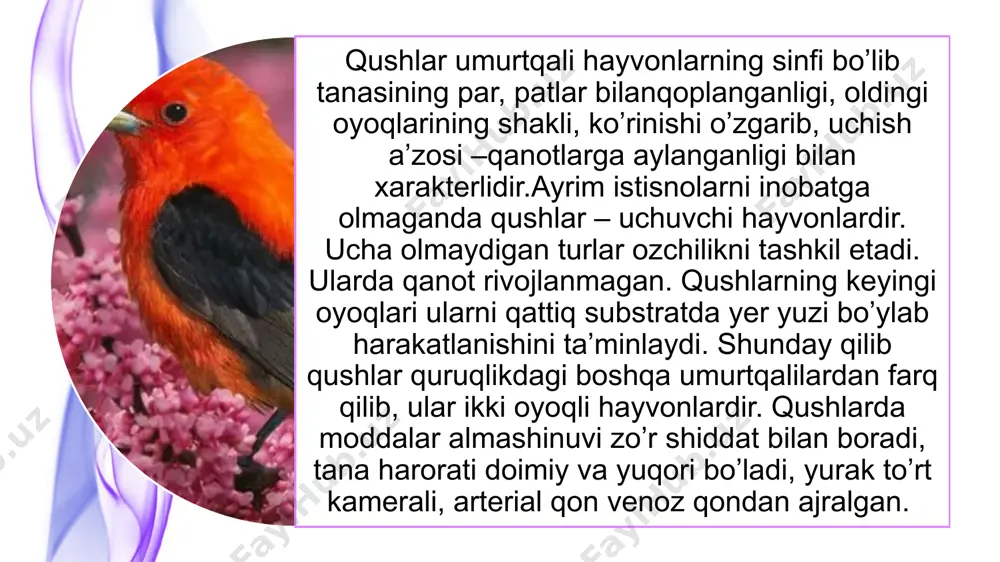 harakatlari, agar ular to'g'ri joylashtirilgan bo'lsa, qushni oldinga siljitishi kerakligi aniq. biroq, olimlar muhim bir tafsilotni payqashdi. fizika nuqtai nazaridan gorizontal ravishda to'g'ri parvozga erishish uchun qush qanotining burilish burchagi doimo o'zgarib turishi kerak - boshqacha qilib aytganda, faqat oldinga. aks holda, biz qushning yoy bo'ylab erga qarab harakatlanishini (parabolik traektoriya) yoki yuqoriga qarab bir xil harakatni kuzatamiz. biroq, bu hech qanday tarzda oddiy qushning haqiqiy parvozini tasvirlamaydi! va uning qanotining burilish burchagi o'zgarmaydi.uzoq vaqt davomida ushbu muammo bitta qiziq nazariya paydo bo'lguncha echim topa olmadi.qushlarning muvozanatli uchishi uchun maslahat bo'lishi mumkin bo'lgan nazariyani yaratuvchilarning fikriga ko'ra, gap qanotning fiziologik xususiyatlarida. qushning qanoti va patlari qirralariga juda moslashuvchan. faol chayqalish harakati bilan qalam uchlari asosiy harakatga teskari yo'nalishda harakat qiladi. masalan, qanot pastga siljiganida, patlarning uchlari yuqoriga ko'tariladi. qanotning aerodinamik xususiyatlari tabiiy ravishda o'zgaradi, bu esa gorizontal bo'ylab bir tekis oldinga siljishga olib keladi. qanotlar va patlarning egiluvchan tuzilishi qushning …