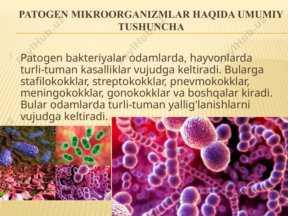qari, bakterioz kasalliklari zararlangan qalamchalar, tugunaklar orqali ham boshqa joylarga tarqahshi mumkin. bakterioz kasalliklariga qarshi kurash olib borish uchun bakte-riyalar biologiyasini, ular uchraydigan joylarni yaxshi bilish zarar. bakteriozlarga qarshi, asosan, kimyoviy, agrotexnikaviy va biologik usullarda kurash olib boriladi. kimyoviy usulda kurashishda urug'ni ekishdan oldin dorilash, qalamcha va tugunaklarni dezinfeksiyalash zarur. agrotexnikaviy usulda tuproqni dezinfeksiyalash, yerga yaxshi ishlov berish, zararlangan o'simliklarni darhol daladan olib chiqib ketib, kuydirish zarur. biologik usulda tuproqda antogonist bakteriyalarning rivoj-lanishi uchun qulay sharoit yaratib berish zarur. nihoyat, bakterioz kasalliklariga chidamli o'simliklar navini yaratish ham muhim ahamiyatga ega bo'igan choralardan biridir. immunitet to'g'risidagi ta'limot yuqumli kasalliklarning ba'zi xili bilan kasallanib, tuzalgan odam shu kasalliklarga berilmaydigan bo'lib qolishi aliaqachon ma'lum. masalan, bir marta qizamiq bilan og'rigan bola ikkinchi martabu kasallik bilan kasallanmaydi. odam organizmining kasallik tug'diruvchi mikroblarga berilmasligi immunitet deyiladi. immunitet fiziologik himoya reaksiyalarining murakkab kompleksidan iborat. tabiiy immunitet. bu immunitetnnng tug'ma turi, kasallikka beriimaslikni vujudga keltiradi. u organizmning …