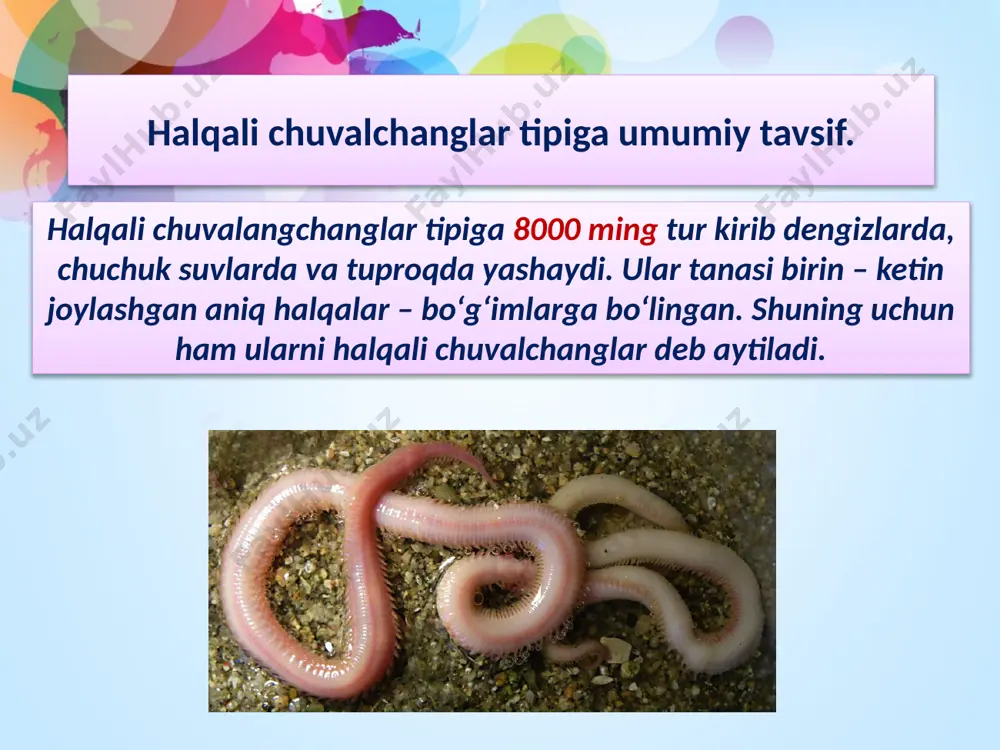 dimgilari birlamchi halqalilar (archiannelidae) ekanligi ularning morfologik tuzilishi va boshqa xususiyalaridan ravshandir. kо‘p qilli halqali chuvalchanglar (polychaeta) mazkur sinfining avlodlaridan rivojlangan (yoki shular bilan bir vaqtda, bir xildagi daslabki avloddan paydo bо‘lgan) va hozirgi davrda nihoyatda xilma-xil ravshda dengiz layoqatlashgan va shu munosabat bilan juda kо‘p turlar hosil qila olgan sinfdir. umuman halqali chuvalchanglarning qanday dastlabki formalaridan paydo bо‘lishi masalasi, professor s.v. averensev va v.f. natalilar ta’kidlagani kabi, hozirgacha aniqlangan emasdir. bu sohada bayon etilgan bir necha xil faraziyalar mazkur masalani ravshan hal etib bera olmaydi. halqali chuvalchanglar o‘rtasida eng qadimgilari birlamchi halqalilar (archiannelidae) ekanligi ularning morfologik tuzilishi va boshqa xususiyalaridan ravshandir. ko‘p qilli halqali chuvalchanglar (polychaeta) mazkur sinfining avlodlaridan rivojlangan (yoki shular bilan bir vaqtda, bir xildagi daslabki avloddan paydo bo‘lgan) va hozirgi davrda nihoyatda xilma-xil ravshda dengiz layoqatlashgan va shu munosabat bilan juda ko‘p turlar hosil qila olgan sinfdir. adabiyоtlar: 1. g.g.abrikosov va boshqalar. «zoologiya» 1 - 2 …