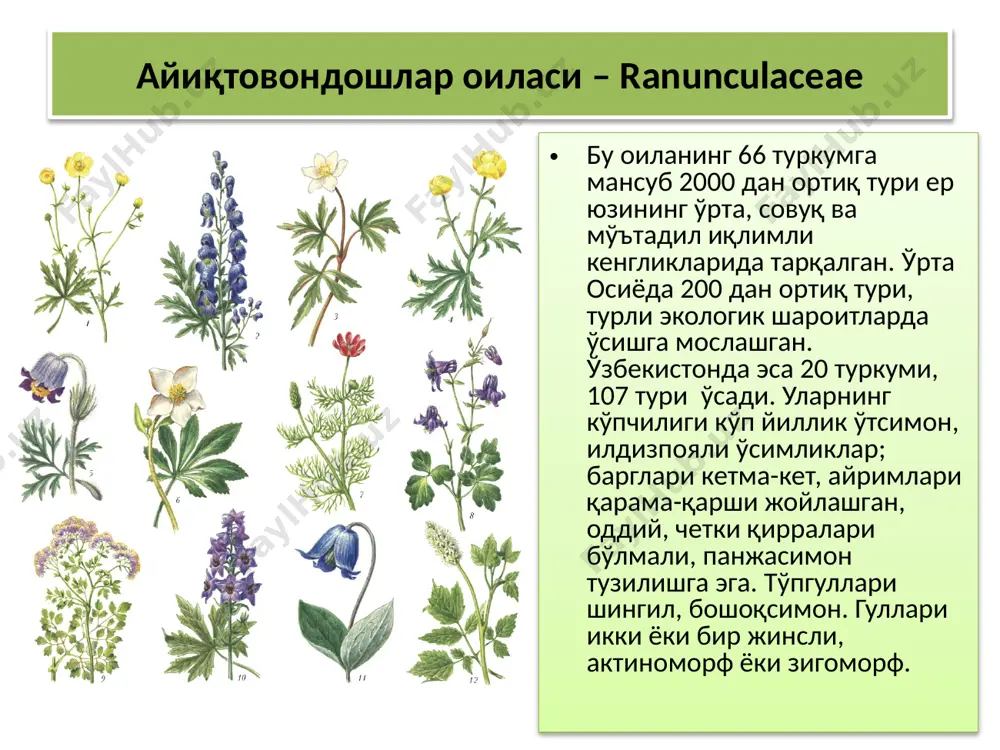 йиллик ўтсимон ўсимликлар. ўзбекистонда исфаракнинг delphinium semiborbatum деб номланувчи тури тоғ ва тоғ олди зоналарида кенг тарқалган. бу ўсимликни халқимиз қадимдан қимматбаҳо ранг берадиган бўёқбоп ўсимлик сифатида билади. парпи (aconitum). бу туркум вакиллари илдизлари тугунаксимон бўртган, пояси тик чиққан, барглари панжасимон қирқилган, йирик гулли ўт ўсимликлар бўлиб, уларнинг гуллари анчагина катта, нотўғри, кўк, бинафша, сариқ, баъзан оқ ранглидир. гулқўрғони тожсимон, устки тубулғасимон тожбарг остки иккита тожбаргни, булар эса кейинги иккитасини ўраб туради. одатда 8 та тожбаргсимон чангчиларнинг 2 та энг орқадагиси узун пихли воронкасимон ширадонларга айланган бўлиб, орқадаги тубулғили тожбарг гумбазида жойлашади. чангчилари кўп сонли. меваси кўп уруғли, 3-7 та ёйма мевадан иборат. бу туркумга 60 дан ортиқ тур киради. шулардан 2 тури: гуллари оч ҳаво рангли оқ парпи (aconitum tallassicum m.pop.) ва гули оқимтир-бинафша рангли зарафшон парписи (aconitum zeravschanicum steinb.) ўзбекистон флорасида учрайди. парпиларнинг барча турлари таркибида аконитин алколоиди бор. танасининг ҳамма қисми заҳарлидир. кўпинча доривор ва манзарали ўсимликлар …