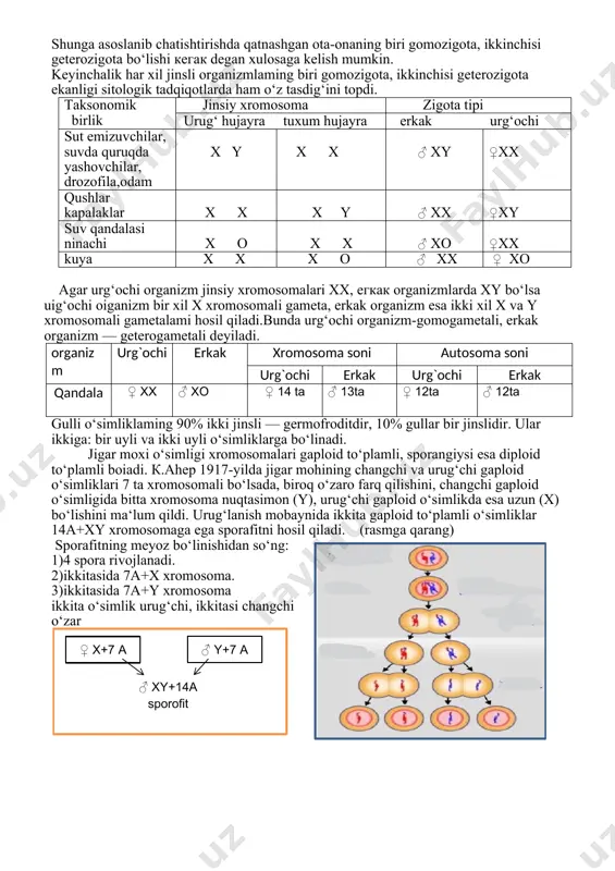 suv qandalasi ninachi x o x x ♂ xo ♀xx kuya x x x o ♂ xx ♀ xo agar urg‘ochi organizm jinsiy xromosomalari xx, егкак organizmlarda xy bo‘lsa uig‘ochi oiganizm bir xil x xromosomali gameta, erkak organizm esa ikki xil x va y xromosomali gametalami hosil qiladi.bunda urg‘ochi organizm-gomogametali, erkak organizm — geterogametali deyiladi. organizm urg`ochi erkak xromosoma soni autosoma soni urg`ochi erkak urg`ochi erkak qandala ♀ xx ♂ xo ♀ 14 ta ♂ 13ta ♀ 12ta ♂ 12ta gulli o‘simliklaming 90% ikki jinsli — germofroditdir, 10% gullar bir jinslidir. ular ikkiga: bir uyli va ikki uyli o‘simliklarga bo‘linadi. jigar moxi o‘simligi xromosomalari gaploid to‘plamli, sporangiysi esa diploid to‘plamli boiadi. к.аhep 1917-yilda jigar mohining changchi va urug‘chi gaploid o‘simliklari 7 ta xromosomali bo‘lsada, biroq o‘zaro farq qilishini, changchi gaploid o‘simligida bitta xromosoma nuqtasimon (y), urug‘chi gaploid o‘simlikda esa uzun (x) bo‘lishini ma‘lum qildi. urug‘lanish mobaynida ikkita gaploid to‘plamli o‘simliklar …