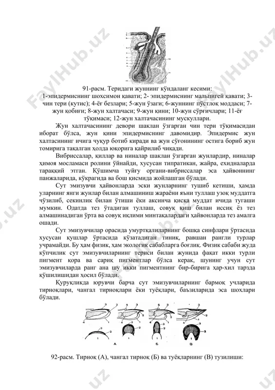y qismidan: teri ustiga chiqib turadigan tana va teri ichiga botib kiradigan tomirdan iborat. jun tanasi, o'z navbatida, yumshoq o'zak moddasi, uni o'rab turadigan zich po'stloq qatlam va yupqa tashqi po'stdan tashkil topgan. o'zak moddasi junning markaziy kanali deb ataladigan qismini to'ldirib turadi va mayda-mayda teshikli yumshoq to'qima hujayralari orasida havo bo'ladi. jun tanasining pastki tomoni sekin-asta tomirga aylanadi, tomirning uchi noksimon shaklda kengaygan bo'lib, jo'n so'g'oni (miyachasi) deb ataladi. o'sayotgan jun so'rg'ichi kirib turadi, jun so'rg'ichi junni oziqlantirish uchun xizmat qiladi. jun tomiri chin teriga botib kiradi va jun xaltasida turadi. jun xaltasining devori ikki qatlamdan: tashqi jun xaltachasi hamda unga taqalib turadigan ichki-jun qinidan yuzaga kelgan. 91-rasm. teridagi junning ko'ndalang kesimi: 1-epidermisning shoxsimon qavati; 2- epidermisning malpigey qavati; 3-chin teri (kutis); 4-yog' bezlari; 5-jun o'zagi; 6-junning po'stloq moddasi; 7-jun qobig'i; 8-jun xaltachasi; 9-jun qini; 10-jun so'rg'ichlari; 11-yog' to'qimasi; 12-jun xaltachasining muskullari. jun xaltachasining devori shaklan o'zgargan chin teri …