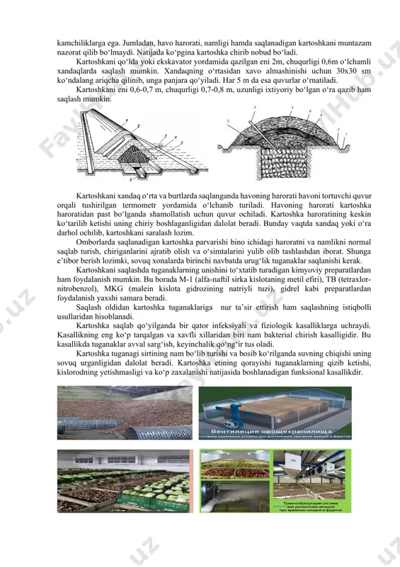 kda uyulib ham saqlanadi. ildizmevalarni saqlash vaqtida tabiiy vaznining kamayishi ham omborlar turi uchun har xil qilib belgilangan. kartoshkani saqlash usullari. kartoshka qimmatli oziq-ovqat mahsuloti, yem-xashak va texnik xom ashyo hisoblanadi. kartoshka boshqa ko‘pgina sabzavotlarga qaraganda saqlashga chidamli mahsulot hisoblanadi. shunga qaramasdan uni saqlashda ko‘p nobudgarchilikka yo‘l qo‘yiladi. kartoshkani tarkibida 75-80 % suv, 14-24% kraxmal, 2% oqsil, shuningdek, v1, v2, s vitaminlari va a provitamini (karotin), po‘stida esa zaxarli modda solanin bor. kartoshkani saqlash usullarini va texnologiyasini takomillashtirish, shu bilan birga bu jarayonlarni kompleks mexanizatsiyalashtirish katta iqtisodiy samara keltiradi hamda nobudgarchilikni keskin kamaytiradi. kartoshkaning tuzilishi va uning tarkibi tabiiy himoya xususiyatini belgilaydi. kartoshkaning ustki to‘qimalari va periderma juda zich joylashgan hujayralardan iborat bo‘lganligi uchun uni mexanik kasallik va zararkunandalardan zararlanishidan saqlaydi. qoplovchi to‘qimalarida suberin moddasining borligi ham kartoshkaning saqlanuvchanligini oshiradi. kartoshkaning shikastlangan joylarida qoplagich to‘qimalarining tiklanish xususiyati uning saqlashga chidamliligini yanada oshiradi. shikastlangan joyda suberin moddasi bilan birga himoya vazifasini …