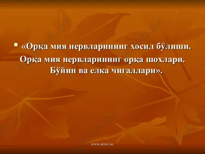 орқа мия нервларининг хосил бўлиши — PPT