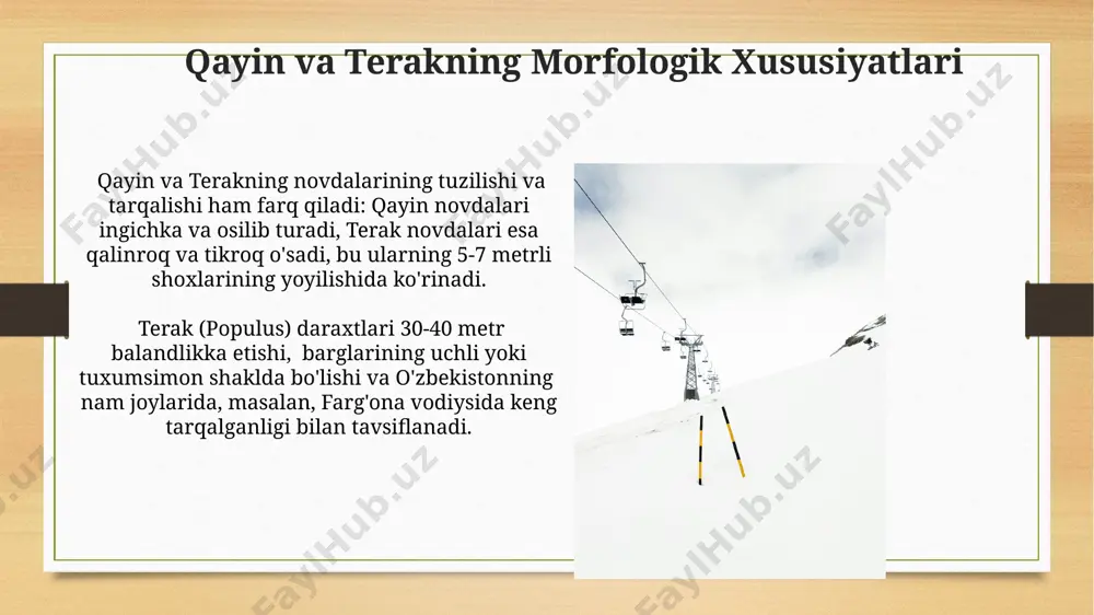 ab chiqarishda afzallik beradi. qayin va terakning muhofazasi va asrash terakning 10 ga yaqin navlari toshkent shahridagi shahar bog'larida muhofaza qilinib, ularning 20% atrof-muhit ifloslanishiga sezgirligi aniqlandi. qayin va terak daraxtlarining samarqand viloyatidagi 50 ga yaqin o'rmon xo'jaliklarida o'sish sharoitlari va kasalliklarga chidamliligi 3 yillik kuzatuvlar natijasida o'rganildi. qayin va terakning umumiy xususiyatlari qayin va terak daraxtlari, ayniqsa, oʻzbekistonning togʻli hududlarida, 1500-2500 metr balandliklarda, unumdor tuproqlarda oʻsadi va 20-30 metr balandlikka yetadi. qayin va teraklarning ikkalasi ham, xususan, poya va shoxlarining tuzilishi jihatidan oʻxshashliklarga ega boʻlib, toʻqimalarida 10-15% sellyuloza mavjud. qayin va terakning geografik tarqalishi teraklarning 40 ga yaqin turi bor bo'lib, ularning ko'pchiligi o'rta osiyo, xitoy va shimoliy amerikada 3000 metrgacha balandliklarda uchraydi. qayin turining 120 dan ortiq turi shimoliy yarim sharning mo''tadil va sovuq mintaqalarida, jumladan, rossiya, kanada va skandinaviya mamlakatlarida keng tarqalgan. e'tiboringiz uchun rahmat @taqdimot_robot image7.jpg image8.jpg image9.jpg image10.jpg image11.jpg image12.jpg image13.jpg image14.jpg image15.jpg image16.jpg image17.jpg …
