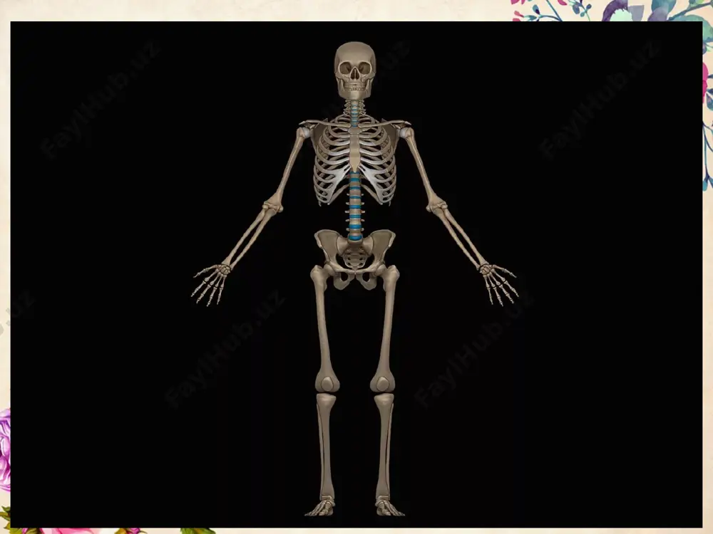 chik boldir, tovon, kaft va barmoq suyaklaridan iborat. ikkita katta yassi chanoq suyaklari oyoq kamarini hosil qiladi. qo'l skeleti oyoq skleti suyaklarning birikishi harakatchan, yani bog'imlar orqali biri- kish qo'l va oyoqning naysimon suyaklari uchun xos bo'ladi. bunda birikkan joylari bo'g'im deyiladi. bo'g'imlar orqali birikadigan suyaklardan birining uchi qavariq, ikkinchisining uchi botiq boladi. birinchi suyakning qavariq o'simtasi ikkinchi suyak botig'iga kirib turadi. suyaklarning birikish yuzasi silliq va yaltiroq tog'ay bilan qoplangan. bog'im bog'im xaltasi bilan oralgan. bog'im bo'shligi bog'im suyuqligi bilan to'lgan tog'ay va bog'im suyuqligi suyaklarning bir-biriga ishqalanishini kamaytiradi. yarim harakatchan birikishda o'zaro birikadigan suyaklar orasida tog'ay qatlam bo'ladi. umurtqa pog'onasidagi umurtqalar o'zaro shu usulda birikadi. harakatsiz birikish choksiz va chokli boladi. kalla suyaklari o'zaro chok orqali, yuz va chanoq suyaklari, dumg'aza umurtqalari choksiz birikadi. e’tiboringiz uchun raxmat  image1.jpeg image2.jpeg image3.jpeg image4.jpeg image5.jpeg image6.jpeg image7.jpeg image8.jpeg
