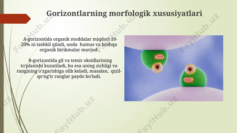 fitotsenoz gorizontlari va ularning tiplari - Page 3