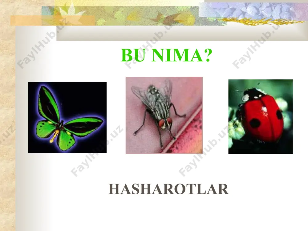 qanday hayvon turlari mavjud? - Page 3