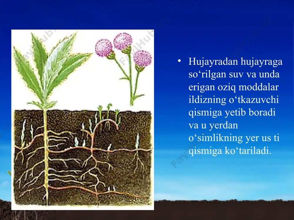 ildizning tuproqdan suv va mineral moddalarni shimishi. 5 - sinf - Page 5