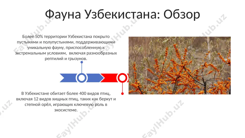 о обуславливает специфический состав энтомофауны, с преобладанием видов, адаптированных к засушливым условиям. рептилии и амфибии узбекистана среди рептилий узбекистана заметно высокое видовое разнообразие ящериц, свыше 40 видов, включая различные виды агамы, гекконов и варанов, адаптированных к различным биотопам. в узбекистане обитает более 50 видов рептилий, включая 10 видов змей, среди которых встречаются как неядовитые, так и опасные для человека виды, например, гюрза и кобра. спасибо за внимание @taqdimot_robot image4.jpg image5.jpg image6.jpg image7.jpg image8.jpg image9.jpg image10.jpg image11.jpg image12.jpg image13.jpg image14.jpg image15.jpg image1.jpeg image2.jpeg