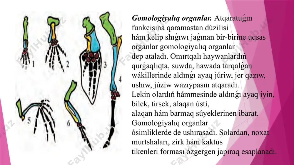 evolyutsiyada salistirmali anatomiya - Page 5