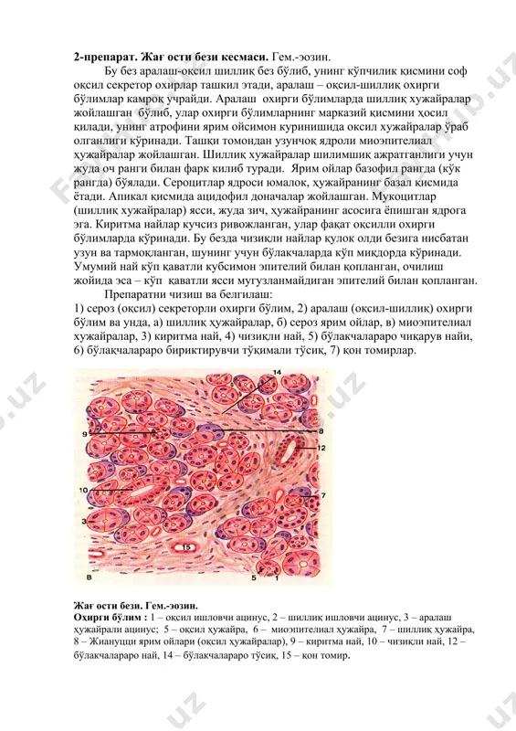 рофини ярим ойсимон куринишида оксил хужайралар ўраб олганлиги кўринади. ташқи томондан узунчоқ ядроли миоэпителиал ҳужайралар жойлашган. шиллиқ хужайралар шилимшиқ ажратганлиги учун жуда оч ранги билан фарк килиб туради. ярим ойлар базофил рангда (кўк рангда) бўялади. сероцитлар ядроси юмалок, ҳужайранинг базал қисмида ётади. апикал қисмида ацидофил доначалар жойлашган. мукоцитлар (шиллиқ хужайралар) ясси, жуда зич, ҳужайранинг асосига ёпишган ядрога эга. киритма найлар кучсиз ривожланган, улар фақат оқсилли охирги бўлимларда кўринади. бу безда чизиқли найлар қулок олди безига нисбатан узун ва тармоқланган, шунинг учун бўлакчаларда кўп миқдорда кўринади. умумий най кўп қаватли кубсимон эпителий билан қопланган, очилиш жойида эса – кўп қаватли ясси мугузланмайдиган эпителий билан қопланган. препаратни чизиш ва белгилаш: 1) сероз (оқсил) секреторли охирги бўлим, 2) аралаш (оқсил-шиллиқ) охирги бўлим ва унда, а) шиллиқ ҳужайралар, б) сероз ярим ойлар, в) миоэпителиал хужайралар, 3) киритма най, 4) чизиқли най, 5) бўлакчалараро чиқарув найи, 6) бўлақчалараро бириктирувчи тўқимали тўсиқ, 7) қон томирлар. жағ …
