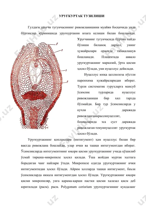 ухум ҳужайра ва марказий ҳужайра уруғланганидан кейин муртак ҳамда эндоспермни жадал равишда ривожланишида иштирок этади. расм уруғкуртак типлари. а – асосий (goebel, 1933); 1- ортротроп ёки атроп, 2анатроп, 3-гемитроп, 4-кампилотроп, 5-амфитроп; б-цирцинотроп уруғкуртакнинг кетма-кет ривожланиш босқичлари plumbago capensis (haupt, 1934); b-турли типдаги уруғкуртакларнинг схематик боғлиқлиги, (савченко, 1973); 1-5-а; расмнинг айнан ўзи; аорто кампилотроп; б-ана-кампилотроп; г-орто-амфитроп; 6-гипертроп; д-ана-амфитроп; еорто-цирцинотроп; ж-ана-цирцинотроп. археспорий. уруғкуртак ривожланишининг дастлабки босқичларида эпидермис остидаги нуцеллуснинг марказий қисмида унинг атрофидаги бошқа ҳужайралардан анча катталиги ва қуюқ цитоплазмага эгалиги билан фарқланадиган бир ёки бир нечта ҳужайра, бирламчи археспорий, соддароқ айтганда археспориал ҳужайралар ҳосил бўлади. расм уруғчи археспориясининг типлари (схемаси). археспорийлар бир, икки, ва кўп ҳужайрали бўлиши мумкин. археспориал ҳужайраларнинг сони ва уларнинг кейинги ривожланиб боришига кўра унинг олтита типи фарқланади (расм). i тип. археспориал ҳужайралар кўп миқдорда ҳосил бўлади. уларнинг ҳар бири иккига бўлиниб қопловчи-эпидермис томонга қараган, иккинчиси спороген-нуцеллусга қараган иккита ҳужайрани ҳосил қилади. қопловчи, ҳужайралар яна бир неча марта …