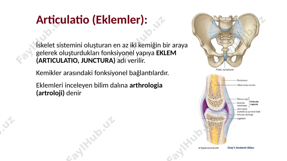 ni sağlar. art. radioulnaris 3. gomphosis: diş kökleri ile çene kemikleri arasındaki eklem. bir oyuk içerisine koni şeklindeki yapının girmesiyle oluşmuştur. articulationes cartilagineae (az hareketli eklemler) kemikler arasında kıkırdak vardır. esneme tarzında kısıtlı bir hareket sağlanır. bu yüzden bunlara hemiarthrosis de denir. i̇ki kısımda incelenir: 1- synchondrosis 2- symphysis synchondrosis (primer kartilaginöz eklem): eklem yüzleri arasında kıkırdak bulunur. kemik kostalar ile sternum arasında bulunan kıkırdak kostalar buna misaldir yine sternum’un corpus’u ile proc. xiphoideus arasındaki eklem buna örnektir -symphysis: eklem yüzleri arasında fibrokartilaginöz yapıda bir discus bulunur. -pubis kemikleri arasındaki eklem (symphysis pubica) ve -vertebra gövdeleri arasındaki eklem (symphysis intervertebralis) hareketli eklemlerin temel özellikleri: 1. facies articularis: eklem yüzü 2. capsula articularis: eklem kapsülü membrana fibrosa, membrana synovialis 3. eklem sıvısı: synovial sıvı 4. cavum articulare: eklem boşluğu 5. ligamentum articularis: eklem bağları 6. cartilago articularis: eklem kıkırdağı eklem içi oluşumlar: meniscus, discus, labrum articulare, bursa synovialis hareketli eklemler (articulationes …