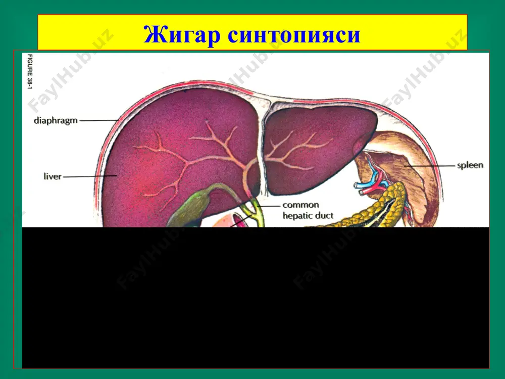 мостатик муолажаси амалиётдан кейинги асоратлар қорин бўшлиғига қон кетиши, ўт суюқлигини қорин бўшлиғига оқиши ва ўтли перитонит ривожланиши, механик сариқлик, холиемия, жигар етишмовчилиги, қорин бўшлиғи абсцесслари, сепсис, носпецифик асоратлар. жигар эхинококки жигар эхинококки жигар эхинококки узи кт кт кт кт жигар эхинококкози хитин пардаси дочерьние пузыри тухумлари махсус мослама - сўрғичлар лапароскопик операциялар учун асбоб-ускуналар эндоскопик мослама асбоблар минилапаротомия мослама лапароскопик эхинококкэктомия нижняя поверхность печени верхняя и нижняя поверхность верхняя