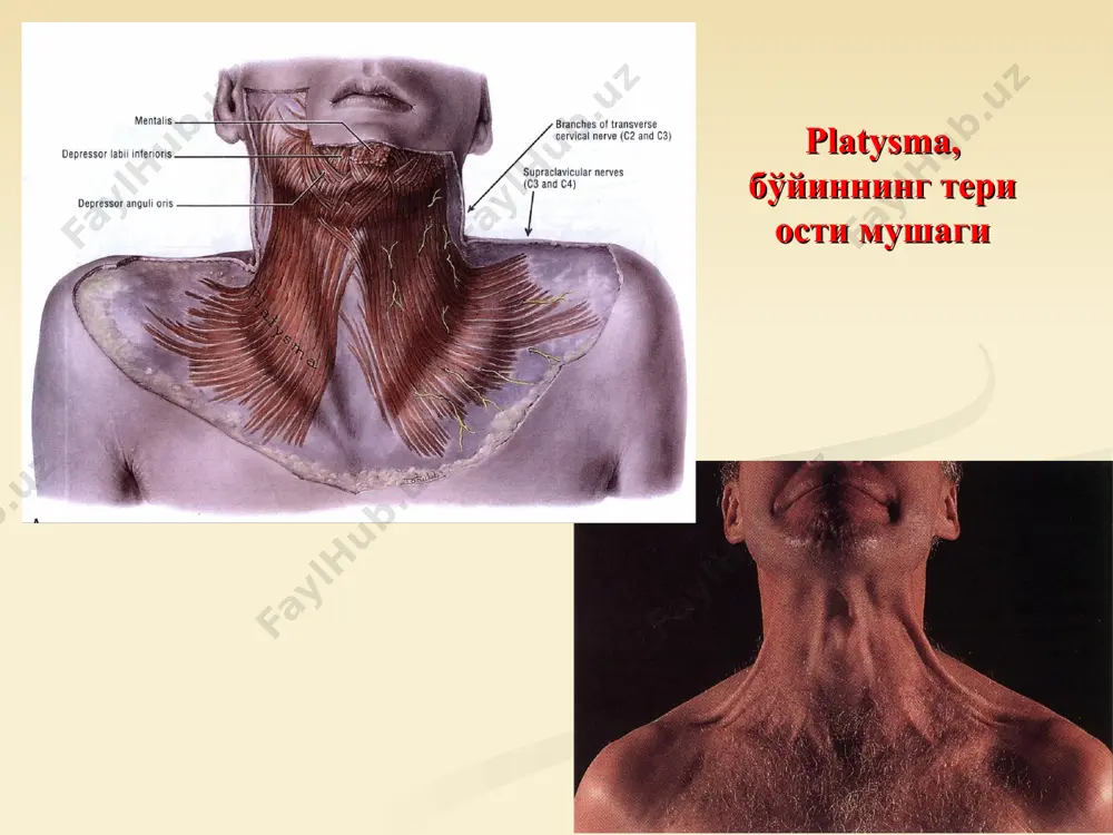 шаклари, musculi masticatorii чайнов мушаклари чакка-пастки жағ бўғимига таъсир кўрсатади (art. temporomandibularis) чайнов мушаклари, musculi masticatorii pars superficialis pars profunda m. masseter m. temporalis lamina superficialis lamina profunda жировая клетчатка fascia temporalis чайнов мушаклари, musculi masticatorii caput superius caput inferius m. pterigoideus lateralis m. pterigoideus medialis m. pterigoideus medialis m. masseter m. temporalis art. temporomandibularis даги ҳаракатлар пастки жағни тушириш ва кўтариш туширувчи мушаклари mm. suprahyoidei (тил ости суягидан юқоридаги), кўтарувчи мушаклар m.masseter, m.temporalis, m.pterygoideus medialis. олдинга ва орқага ҳаракат олдинга – m.pterygoideus lateralis икки томонлама қисқарганда, орқага – орқа тутамлари m.temporalis. ён томонга ҳаракатлар m.pterygoideus lateralis қарама-қарши томонга. сила жевательных мышц » m. temporalis – 80 кг, “тишлаш” вазифасини бажаради. » m. masseter – 75 кг » m. pterygoideus medialis – 40 кг чайнов босимида тўлиқ иштирок этувчи мушаклар fascia temporalis чайнов мушаклари фасциялари fascia masseterica орқа томондан fascia parotidea одинги томондан fascia buccopharyngea fascia parotidea fascia masseterica fascia …