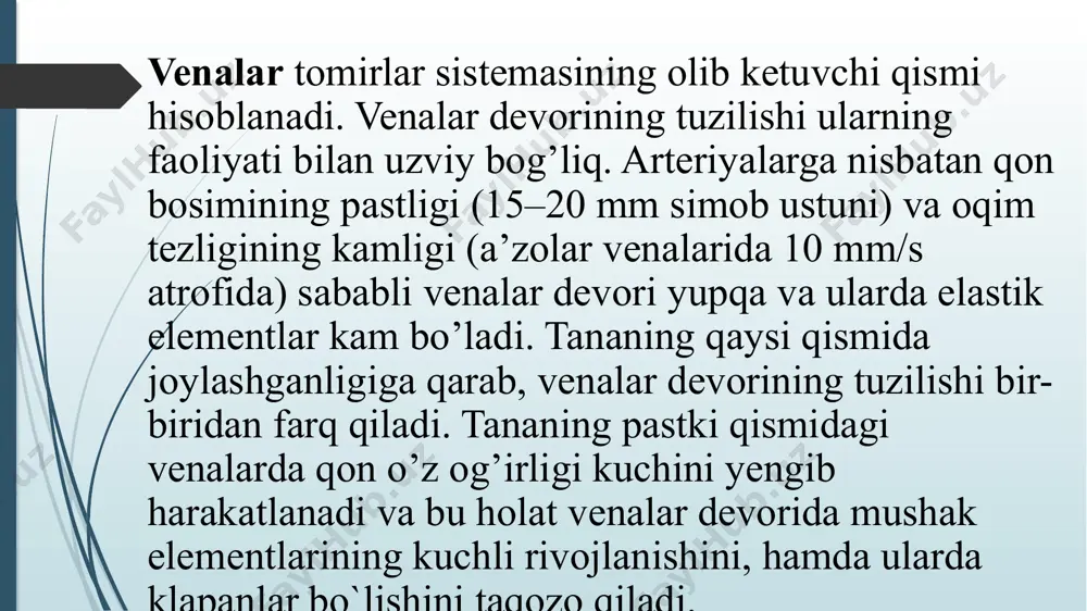 aydi, qon ulardan ham oson oqib ketadi. mushak tipidagi venalar (venae myotypicae) dan mushak elementlari kuchsiz taraqqiy etgan venalarga tananing yuqori qismida joylashgan kichik va o’rta kalibrli (1–2 mm) venalar hamda yuqori kavak vena kiradi. bu venalar devori ham uch qavatdan tuzilgan. ichki qavat endoteliy va yaxshi rivojlanmagan subendoteliydan iborat. o’rta qavatda aylanasiga yo’nalgan silliq mushak tutamlari joylashgan. tashqi qavat biriktiruvchi to’qimadan iborat bo’lib, unda ayrim silliq mushak hujayralari yotadi. mushak elementlari kuchsiz taraqqiy etgan venalar qatoriga yuqori kovak vena kiradi. uning devori uch qavatdan tuzilgan. ichki qavat endoteliy va biriktiruvchi to’qimadan iborat. endoteliy osti qavatidan so’ng aylanasiga yo’nalgan silliq mushak hujayralarining tutamlari yotadi. mushak tutamlari orasida biriktiruvchi to’qima qatlamlari joylashib, ular aniq chegarasiz tomirning tashqi qavatiga qo`shiladi. mushak elementlari o’rtacha taraqqiy etgan venalar (masalan, yelka venasi) devorida ham 3 ta qavat farq qilinadi. ichki qavat endoteliydan iborat bo’lib, uning hujayralari arteriyalardagiga nisbatan kaltaroq. biriktiruvchi to`qimadan iborat endoteliy osti qavati …