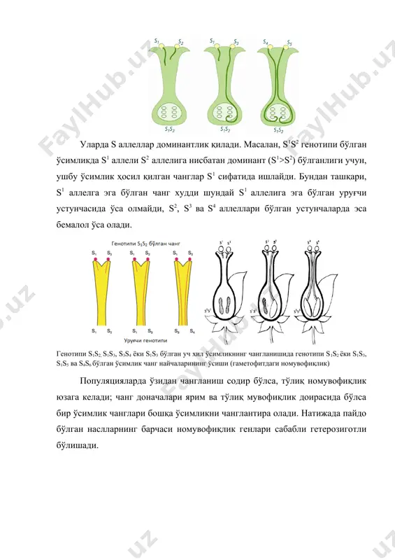 n nasllarning barchasi nomuvofiqlik genlari sababli geterozigotli bo'lishadi. 2. sporofitdagi nomuvofiqlikda changlarning o'sish qobiliyati sporofit (mikrospora hosil qilgan o'simlik) genotipi bilan belgilanadi. bunday xollarda, changning unishi urug'chi tumshuqchasidayoq bostiriladi. s1s3 va s3s4 genotiplari changda emas, balki urug'chida namoyon bo'ladi. ii. geteromorf nomuvofiqligi bo'lgan o'simliklar populyatsiyalarida ikki yoki uch xil morfotipli gullar bo'ladi. geteromorf nomuvofiqlik gullari morfologik tuzilishi jihatidan farq qiladigan o'simliklarda uchraydi (geterostiliya). masalan, marjumak (grechixa) va navro'zgulda distiliya (bir biridan ustuncha va changchilarining uzunligi bilan farq qiladigan ikki xil tipdagi gullar hosil qilishi) xodisasi kuzatiladi. ulardagi changlanish va changning o'sishi faqat ikki xil morfotipli gullarning chatishganidagina amalga oshadi. o'simliklarning bir xil tipdagi gullarining changlanishi juda kam hollarda amalga oshib, urug' mahsuldorligi past bo'ladi. gul geteromorfozini esa faqat bitta gen boshqaradi va kalta ustunchalilik dominant hisoblanadi. nomuvofiqlik sistemasining asosiy vazifasi o'zidan changlanishni cheklash va chetdan changlanishni amalga oshirishdir. nomuvofiqlik asosan gulli o'simliklarda keng tarqalgan bo'lib, 80 oilaga mansub 10 000 …