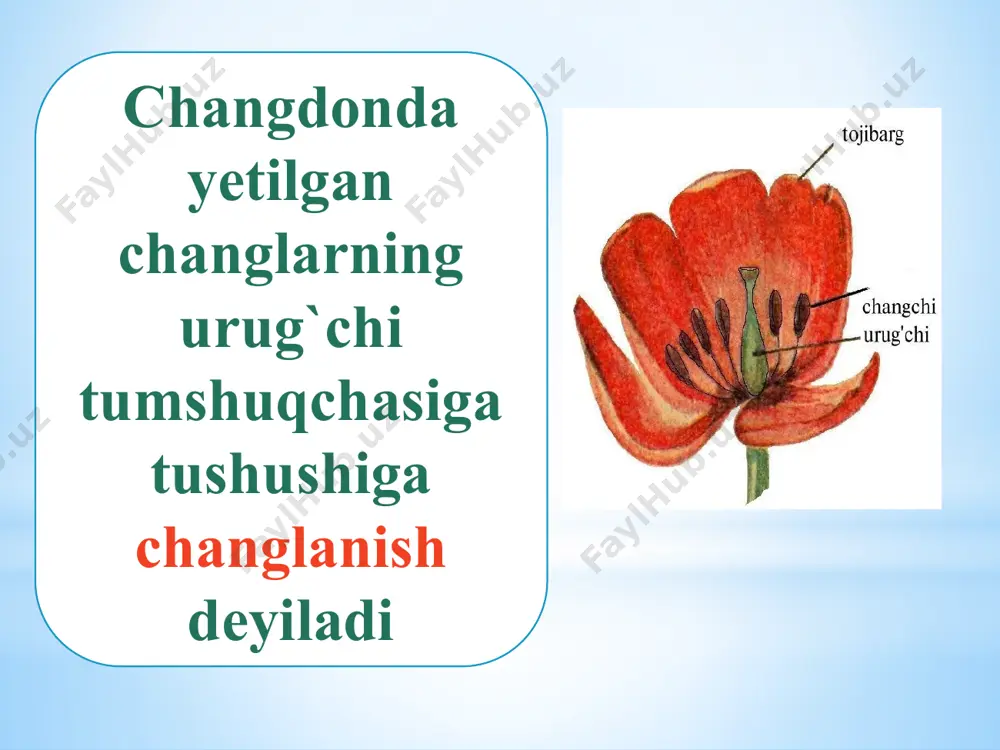 biologiya fanidan taqdimot: gullarning changlanishi - Page 3