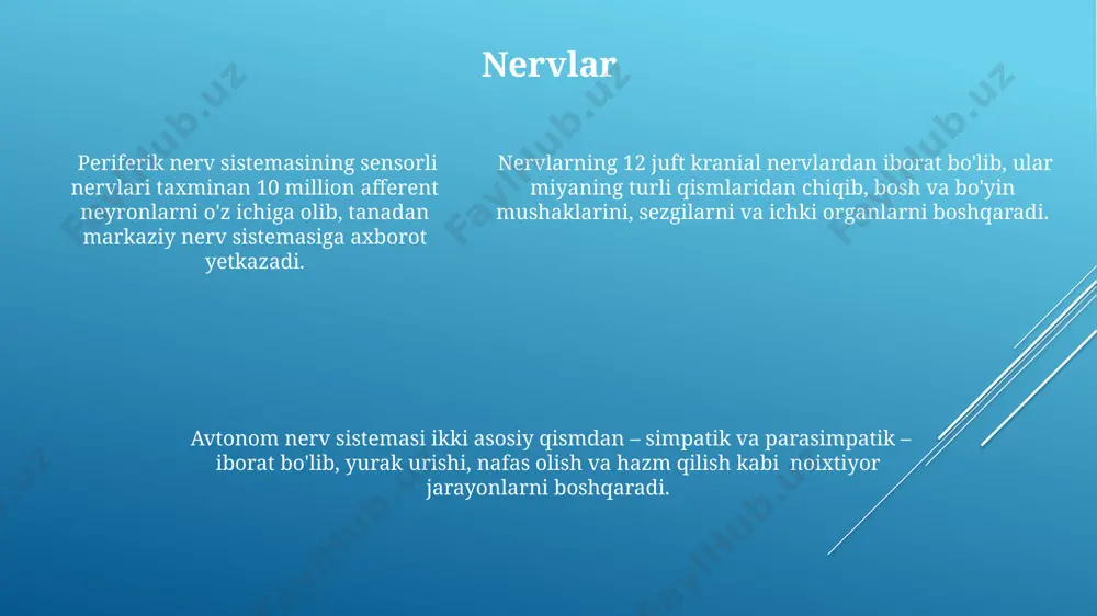 markaziy va periferik nerv sistemasining bo‘limlari - Page 5