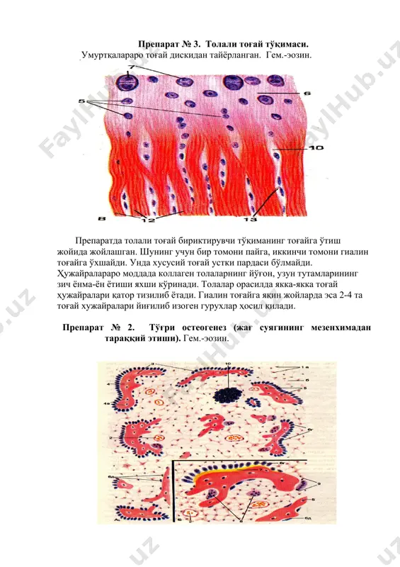 гем.-эозин. кичик ўлчамда эпифиз бутунлай гиалин тоғайидан иборат эканлиги кўринади. унинг юзаси тоғай усти пардаси билан қопланган. эпифиз ва диафиз орасида метаэпифизар пластинка жойлашган бўлиб, бу соҳа тоғайи ўзгармайдиган тоғай ҳисобланади. давомида тоғай модели бўйлаб жойлашган тоғай соҳаси кўринади. унинг орқасидан шишган тоғай ҳужайралари соҳаси келади, яъни емирилаётган тоғай соҳаси дейилади. чуқурроқда диафиз томонда оҳакланган тоғай соҳаси жойлашади. оҳакланиш натижасида тоғайнинг озиқланиши бузилади ва дистрофик жараёнлар ривожланади, бу эса емирилган тоғай соҳасининг ҳосил бўлишига олиб келади, оҳакланган тоғай қолдиқлари атрофида суяк моддасининг тўпланиши бошланади. шундай қилиб, энхондрал суякланиш юз беради. диафиз атрофида манжетка (ғилоф) кўринишида перихондрал суяк кўринади, у дағал суяк тўқимасидан ҳосил бўлади ва қизил рангда бўялади. диафизнинг ички қисмида остеоген тўқима кўринади, у қон томирларга жуда бой бўлади. бу ерда суяк трабекулалари ва томирлар орасидаги бўшлиқда шаклланаётган қизил суяк кўмигиниг ҳужайралари кўринади. ривожланаётган суяк трабекулалари олдида йирик кўп ядроли ҳужайралар – остеокластлар кўринади. йирик ўлчамда ривожланаётган найсимон суякнинг …
